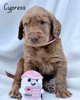 Cypress, a female Labradoodle for sale in Hesperia, CA – 4 of 6