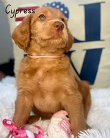 Cypress, a female Labradoodle for sale in Hesperia, CA – 5 of 6