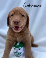 Oakmont, a male Labradoodle for sale in Hesperia, CA – 4 of 6
