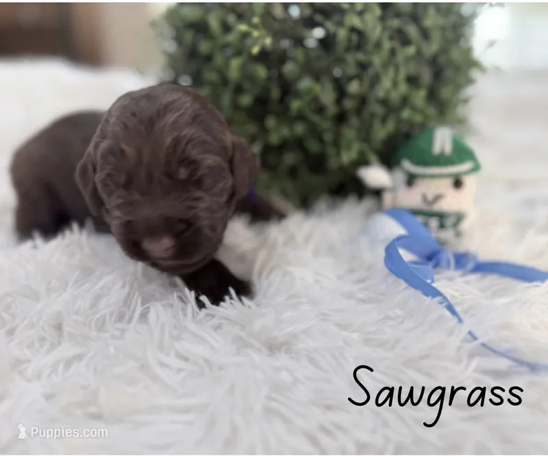 Sawgrass – Labradoodle puppy for sale in Hesperia, CA