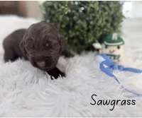 Sawgrass, a male Labradoodle for sale in Hesperia, CA – 1 of 2