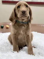 Oakmont, a male Labradoodle for sale in Hesperia, CA – 6 of 6