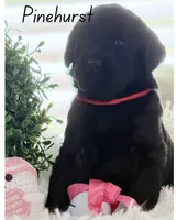 Pinehurst, a female Labradoodle for sale in Hesperia, CA – 3 of 6