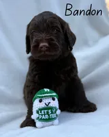 Bandon , a male Labradoodle for sale in Hesperia, CA – 4 of 6