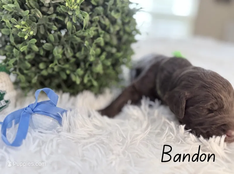 Bandon  – Labradoodle puppy for sale in Hesperia, CA