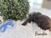 Bandon , a male Labradoodle for sale in Hesperia, CA – 1 of 2