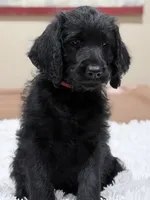 Pinehurst, a female Labradoodle for sale in Hesperia, CA – 6 of 6