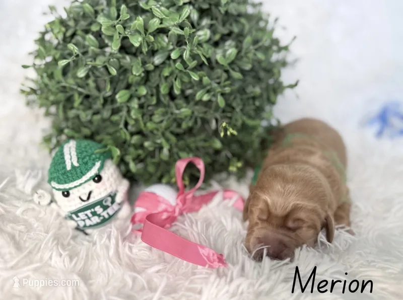 Merion  – Labradoodle puppy for sale in Hesperia, CA