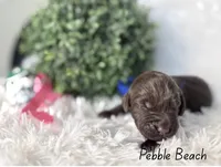 Pebble Beach, a female Labradoodle for sale in Hesperia, CA – 2 of 2