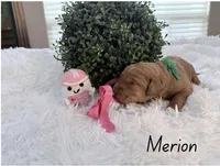 Merion , a female Labradoodle for sale in Hesperia, CA – 2 of 2