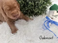 Oakmont, a male Labradoodle for sale in Hesperia, CA – 2 of 2