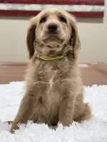 Augusta, a female Labradoodle for sale in Hesperia, CA – 6 of 6