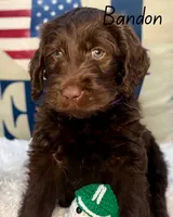 Bandon , a male Labradoodle for sale in Hesperia, CA – 5 of 6