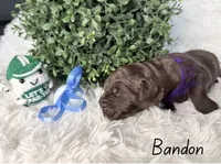 Bandon , a male Labradoodle for sale in Hesperia, CA – 2 of 2