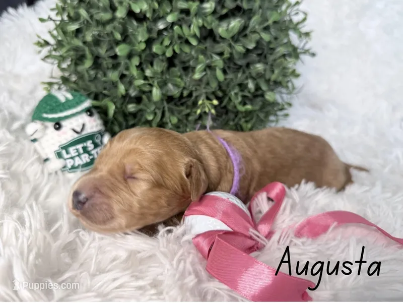 Augusta – Labradoodle puppy for sale in Hesperia, CA