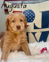 Augusta, a female Labradoodle for sale in Hesperia, CA – 5 of 6