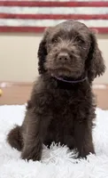 Bandon , a male Labradoodle for sale in Hesperia, CA – 6 of 6