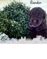 Bandon , a male Labradoodle for sale in Hesperia, CA – 3 of 6
