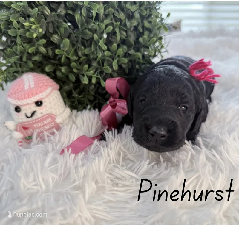 Pinehurst – Labradoodle puppy for sale in Hesperia, CA