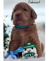 Oakmont, a male Labradoodle for sale in Hesperia, CA – 3 of 6