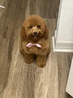 Kaidence, a female Poodle - Toy  for sale in Heathrow, FL – Photo 5 of 6