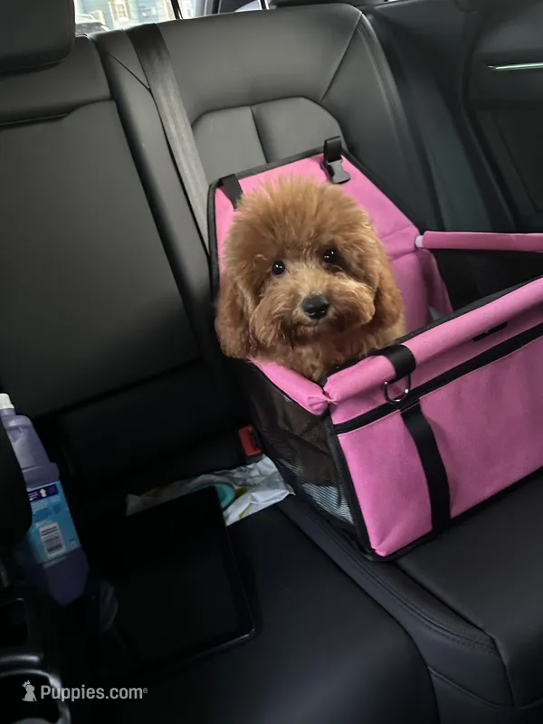 Kaidence – Poodle - Toy  puppy for sale in Heathrow, FL