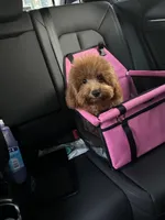 Kaidence, a female Poodle - Toy  for sale in Heathrow, FL – Photo 1 of 6