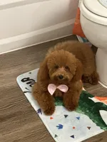Kaidence, a female Poodle - Toy  for sale in Heathrow, FL – Photo 6 of 6