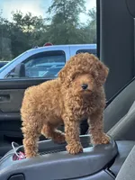 Kaidence, a female Poodle - Toy  for sale in Heathrow, FL – Photo 4 of 6