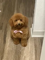 Kaidence, a female Poodle - Toy  for sale in Heathrow, FL – Photo 3 of 6