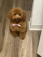 Kaidence, a female Poodle - Toy  for sale in Heathrow, FL – Photo 2 of 6