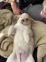 Hammy , a male Pomeranian and Pomchi for sale in Gresham, OR – 3 of 5