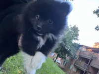 Domino, a male Pomeranian for sale in Gresham, OR – 7 of 7