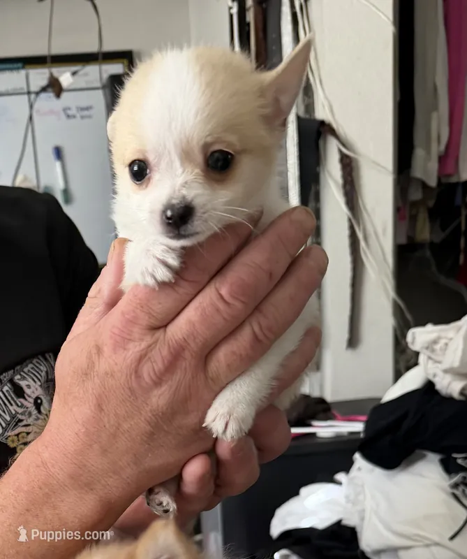 Billy  – Pomchi puppy for sale in Gresham, OR