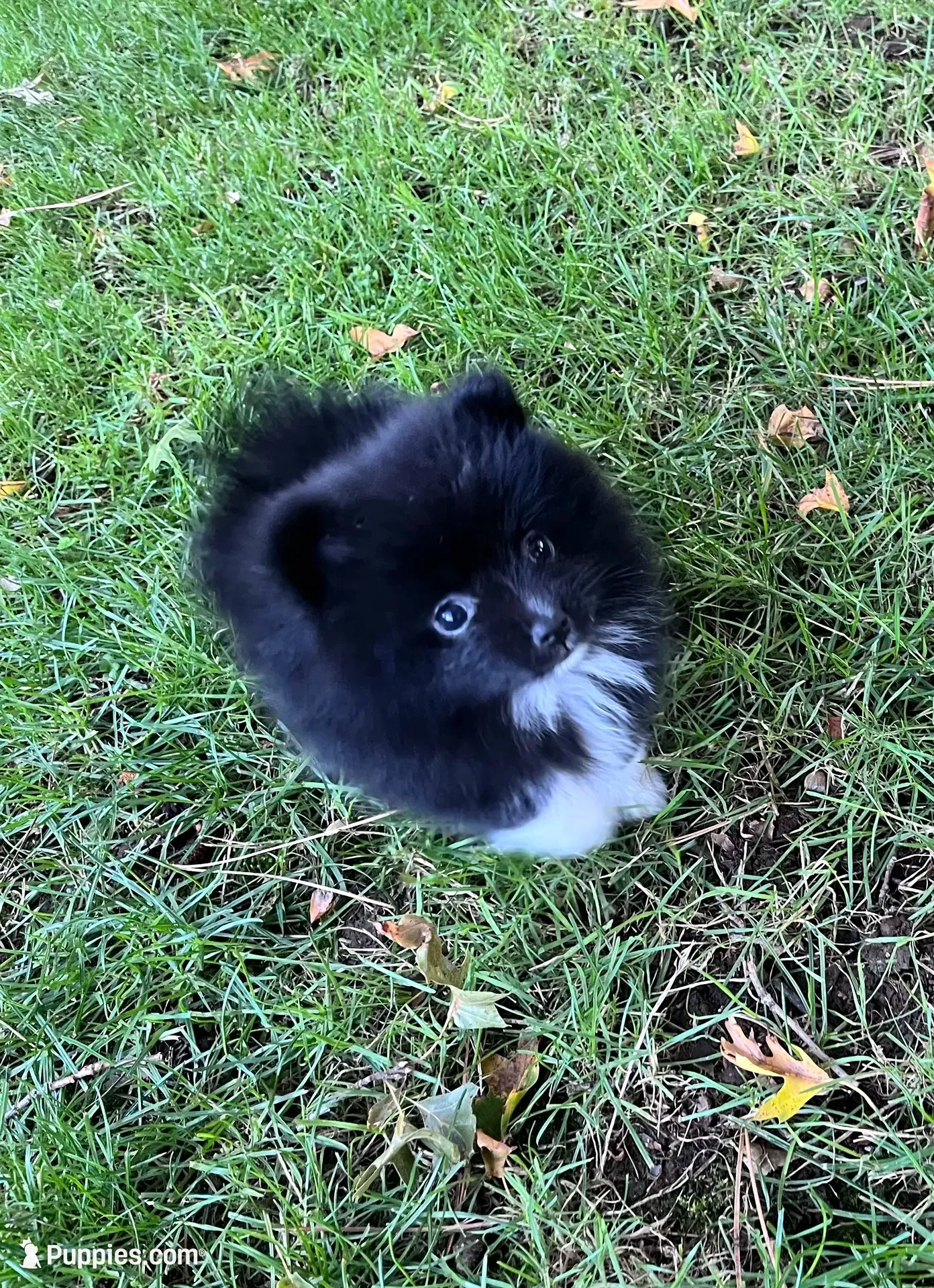 Domino, a male Pomeranian for sale in Gresham, OR – 1 of 7