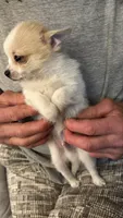 Billy , a male Pomchi for sale in Gresham, OR – 3 of 5