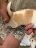 Billy , a male Pomchi for sale in Gresham, OR – 5 of 5