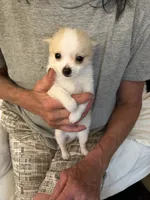 Billy , a male Pomchi for sale in Gresham, OR – 4 of 5