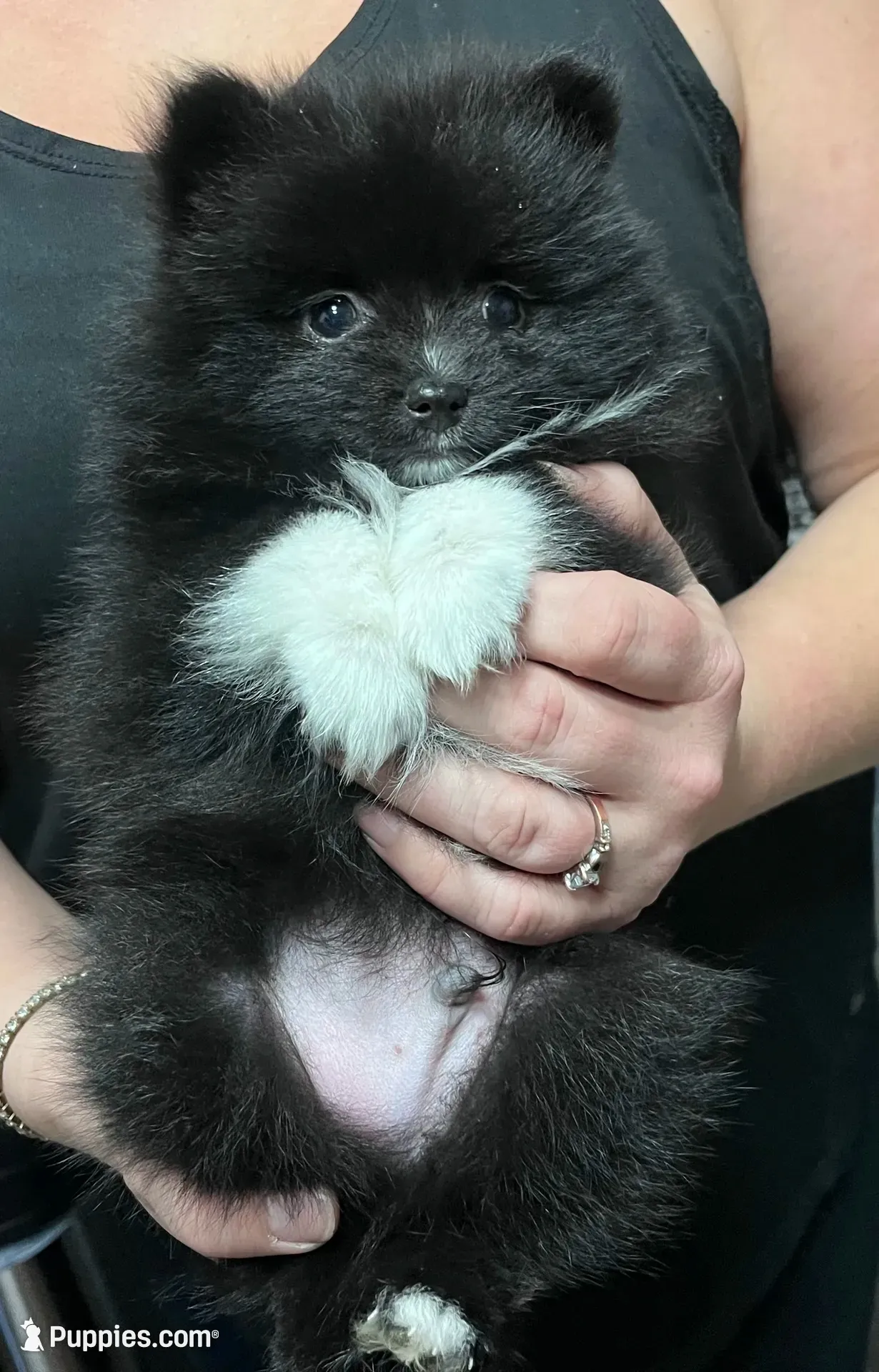 Domino, a male Pomeranian for sale in Gresham, OR – 2 of 7