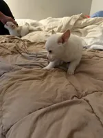 Princess , a female Pomeranian and Pomchi for sale in Gresham, OR – 5 of 5