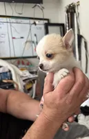 Billy , a male Pomchi for sale in Gresham, OR – 2 of 5