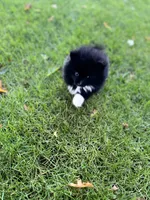 Domino, a male Pomeranian for sale in Gresham, OR – 6 of 7