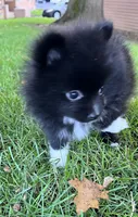 Domino, a male Pomeranian for sale in Gresham, OR – 5 of 7