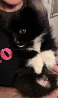 Domino, a male Pomeranian for sale in Gresham, OR – 4 of 7