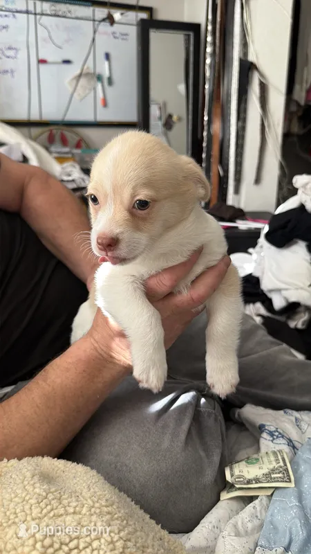 Hammy  – Pomeranian, Pomchi puppy for sale in Gresham, OR