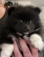 Domino, a male Pomeranian for sale in Gresham, OR – 3 of 7