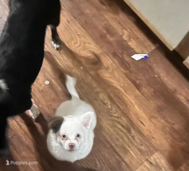 Sassy – Border Terrier, Pomchi puppy for sale in Gresham, OR