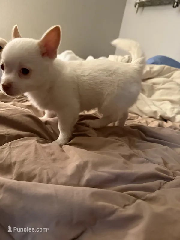 Princess  – Pomeranian, Pomchi puppy for sale in Gresham, OR