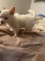 Princess , a female Pomeranian and Pomchi for sale in Gresham, OR – 4 of 5