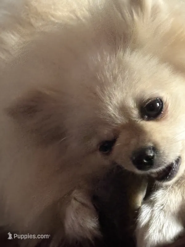 Waffle – Pomeranian puppy for sale in Cobb, CA